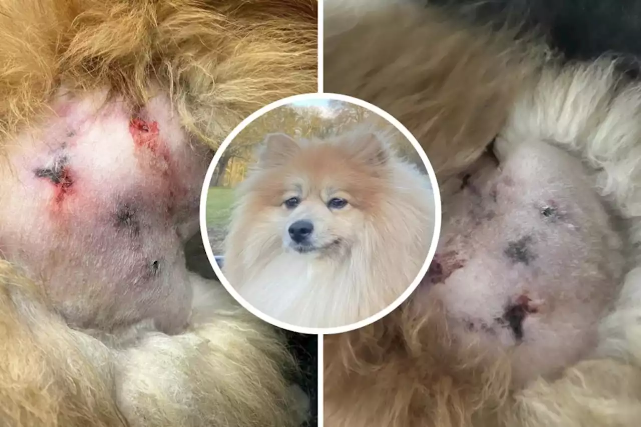 'Vicious' dog attack left walkers in tears after 'horrifying' injury