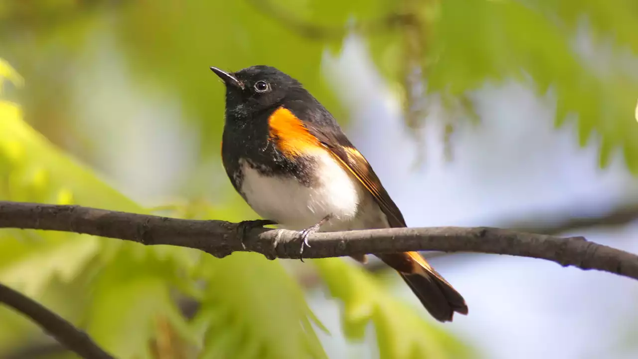 Delaying departure may help birds migrate around climate change