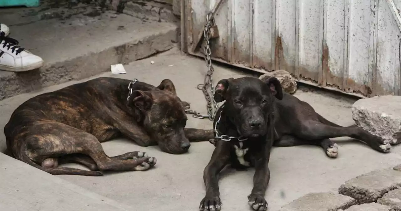 Indignación por hombre que desmembró a un perrito callejero con un machete