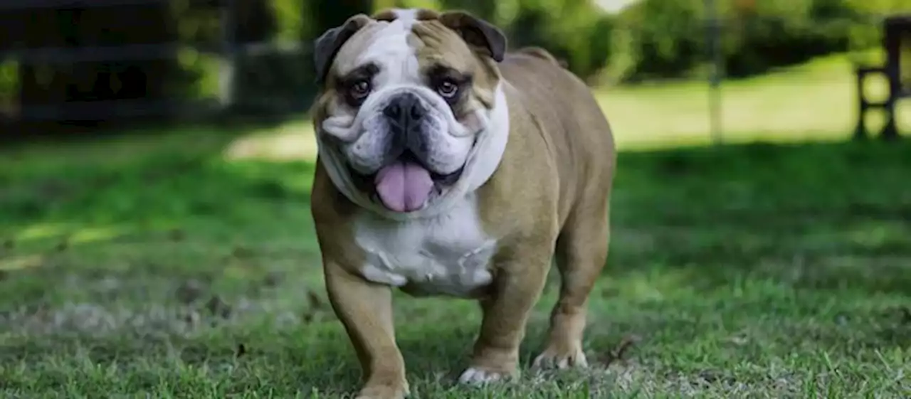 Características y personalidad del Bulldog inglés, raza de perros muy popular - Pulzo