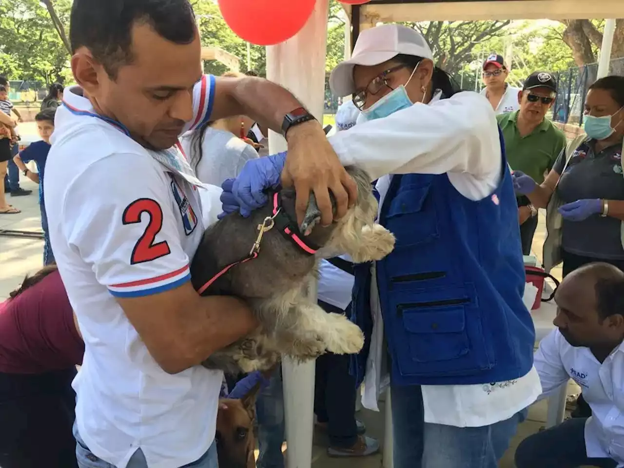 Habrá jornada de vacunación gratuita para perros y gatos en Valledupar: conozca la fecha - Pulzo