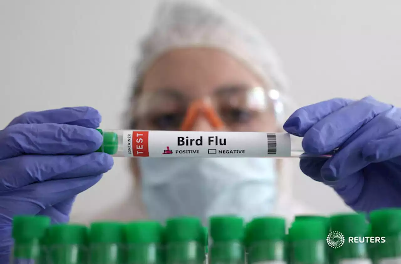 China records world's first human death from H3N8 bird flu, WHO says