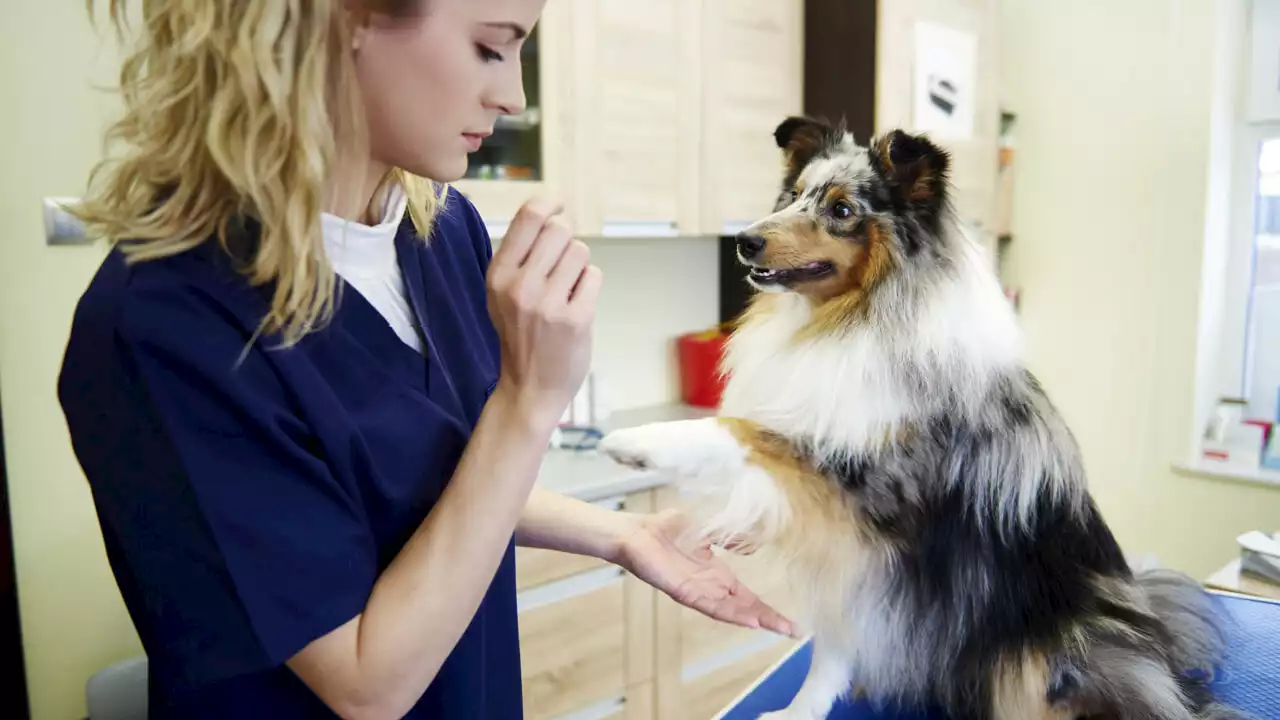 A Roma curare gli animali domestici costa fino al doppio che in provincia