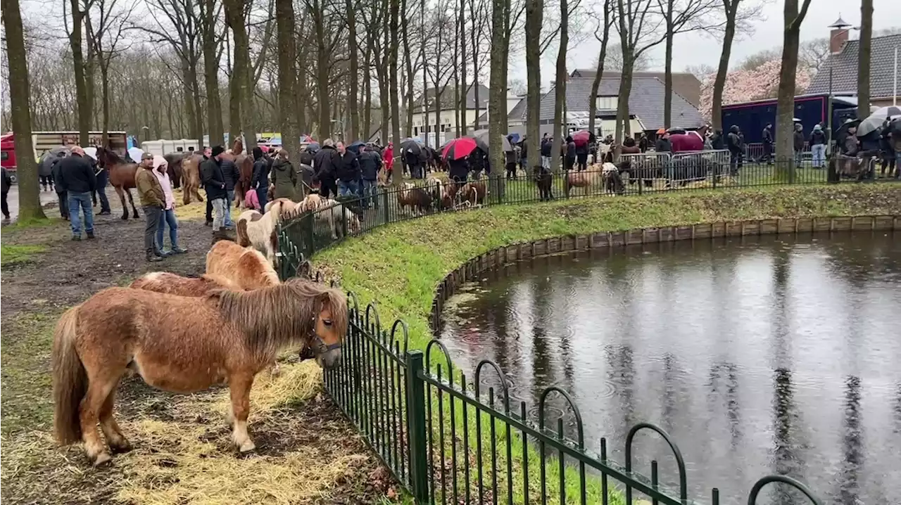 Debuterende marktmeester ondanks gebrek aan voorjaar tevreden over voorjaarsmarkt Zuidlaren