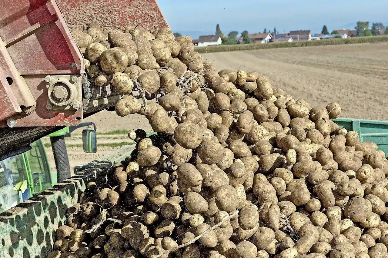 Kartoffeln: Reibungsloser Übergang zur neuen Ernte erwartet - Schweizer Bauer