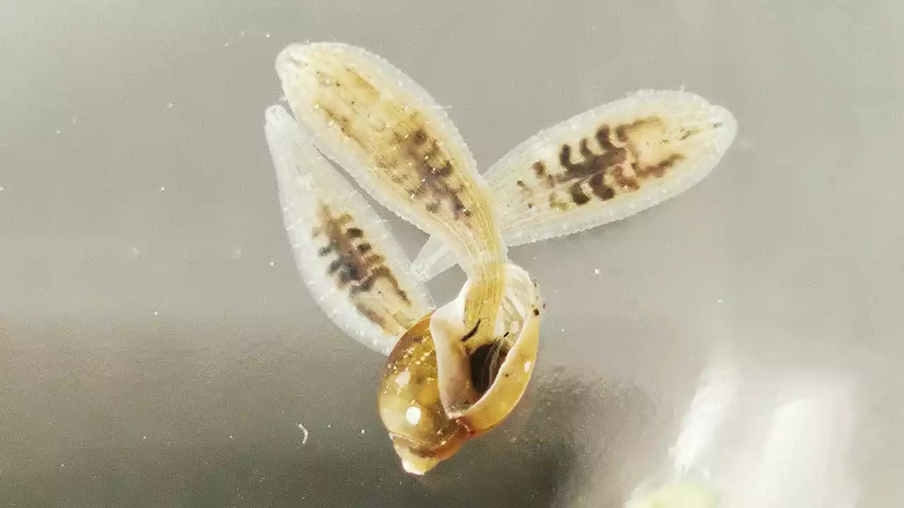 Freshwater leeches’ taste for snails could help control snail-borne diseases