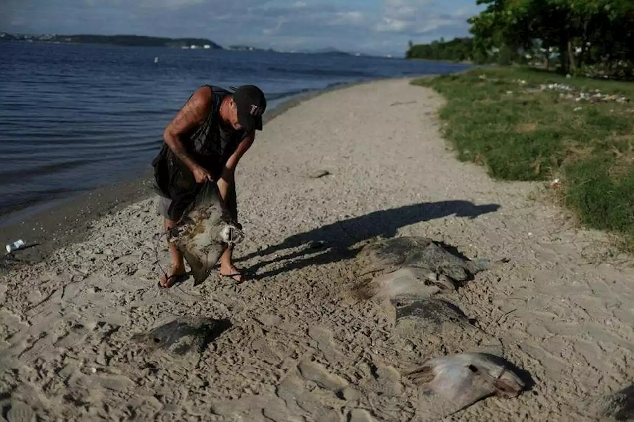 Dozens of dead stingrays found on Brazil beach