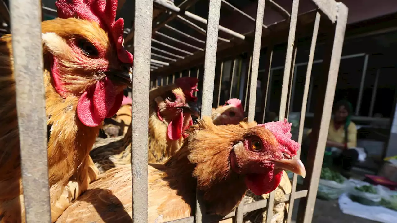 China Reports First Human Death From H3N8 Bird Flu