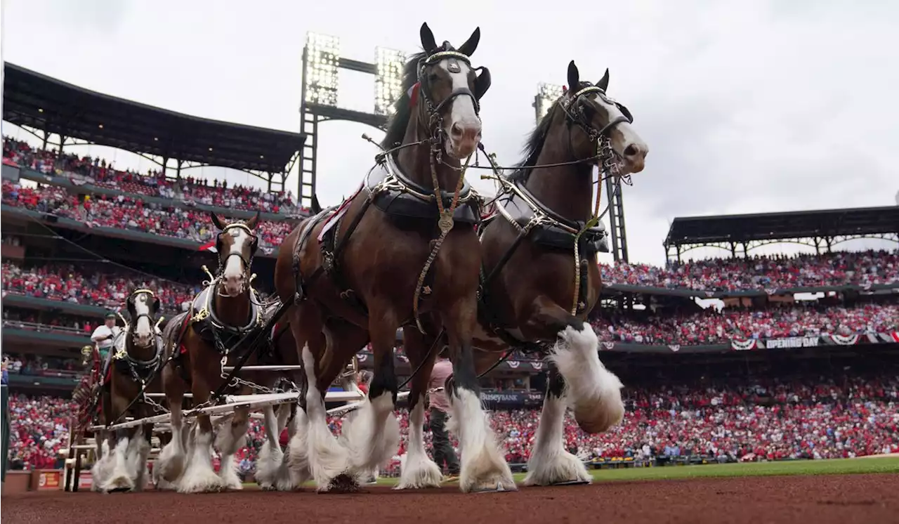 Budweiser Clydesdales events canceled over security concerns amid Dylan Mulvaney backlash