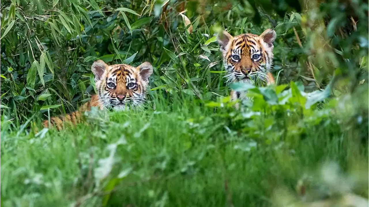 Gute Nachricht: Zahl der wilden Tiger in Indien nimmt weiter zu