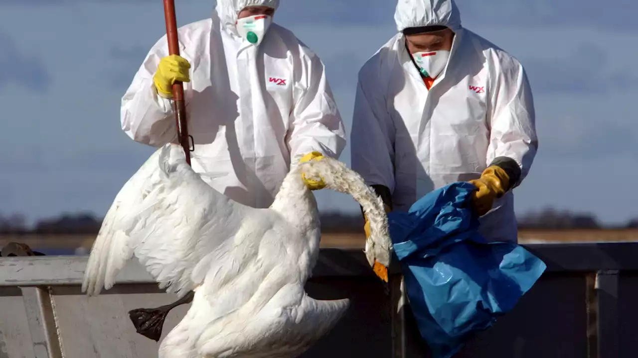 Todesfall durch Vogelgrippe: Keine Gefahr für Menschen, aber Vorsicht bei Haustieren