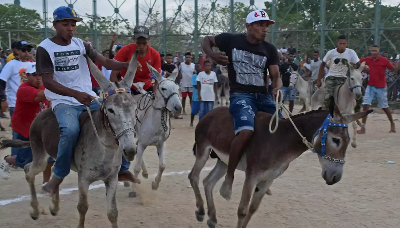 El burro, la especie en vía de extinción a la que se homenajea en San Antero Córdoba