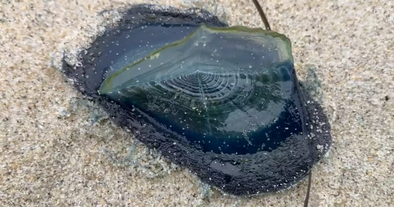 Strange blue, jellyfish-like blobs wash ashore in Pacific Beach