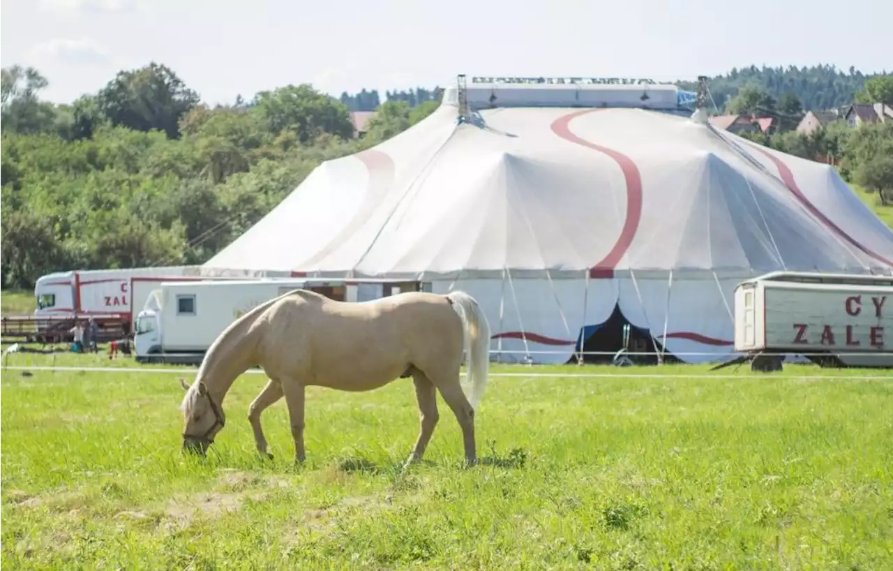 Ce maire des Yvelines doit autoriser à nouveau les cirques avec animaux