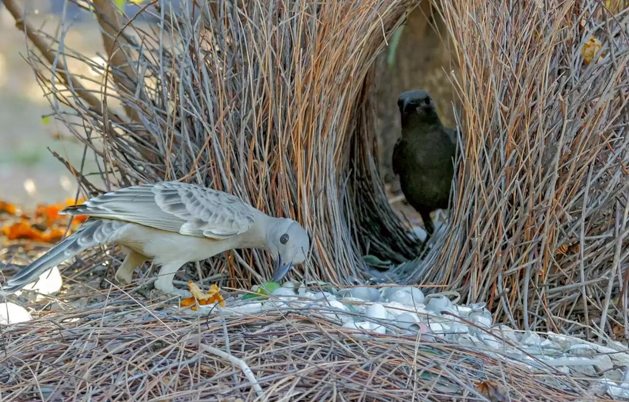 L’oiseau jardinier, un pro de la déco !