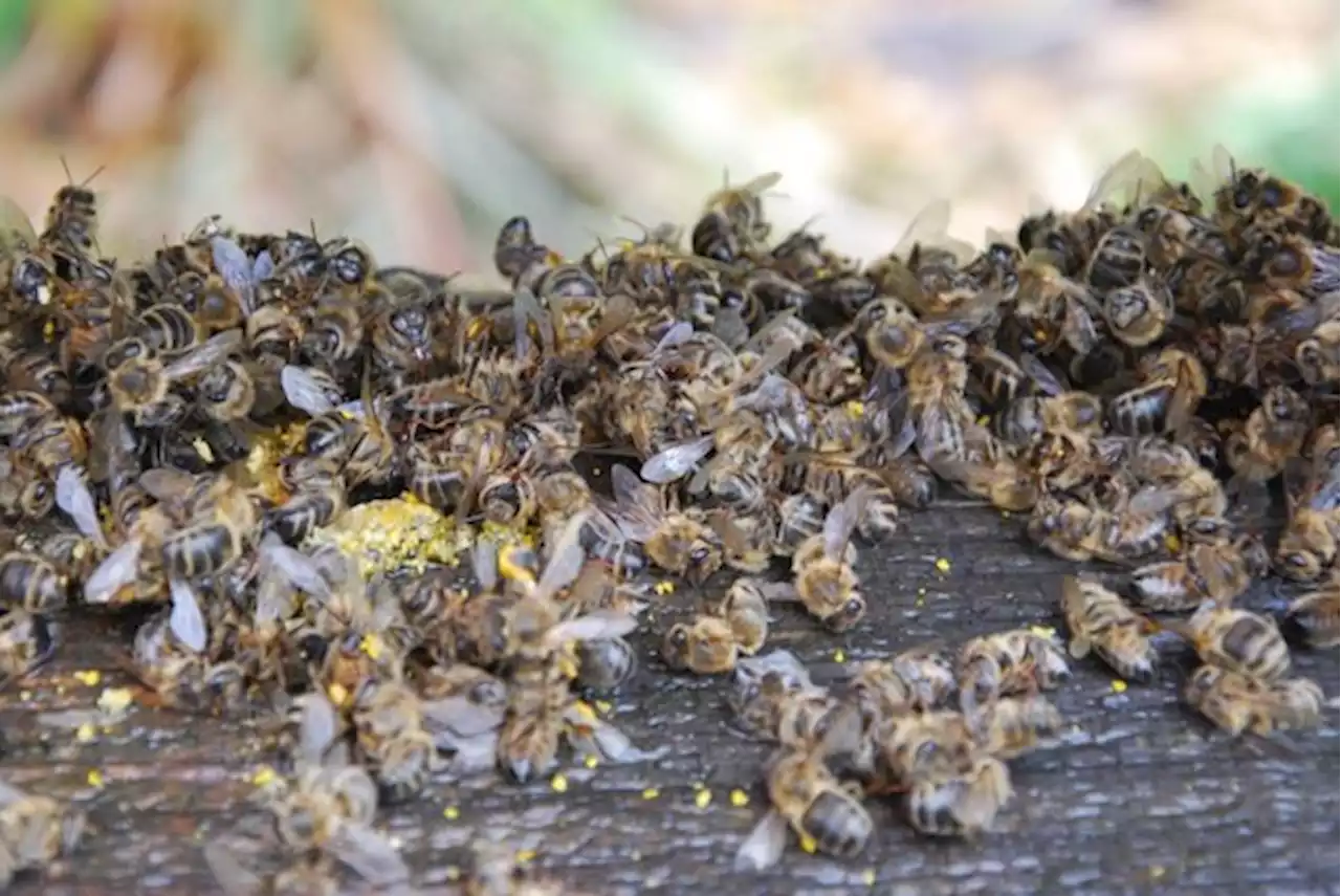 Vorsicht zeigt Wirkung: 2022 keine Bienenvergiftung durch PSM - bauernzeitung.ch