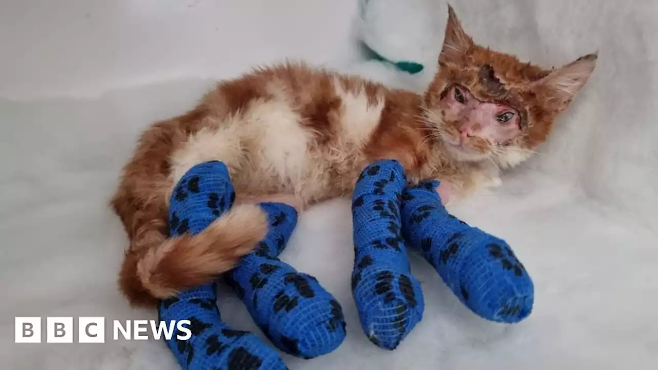 Bradford: Kitten 'miraculously' survives resin injuries