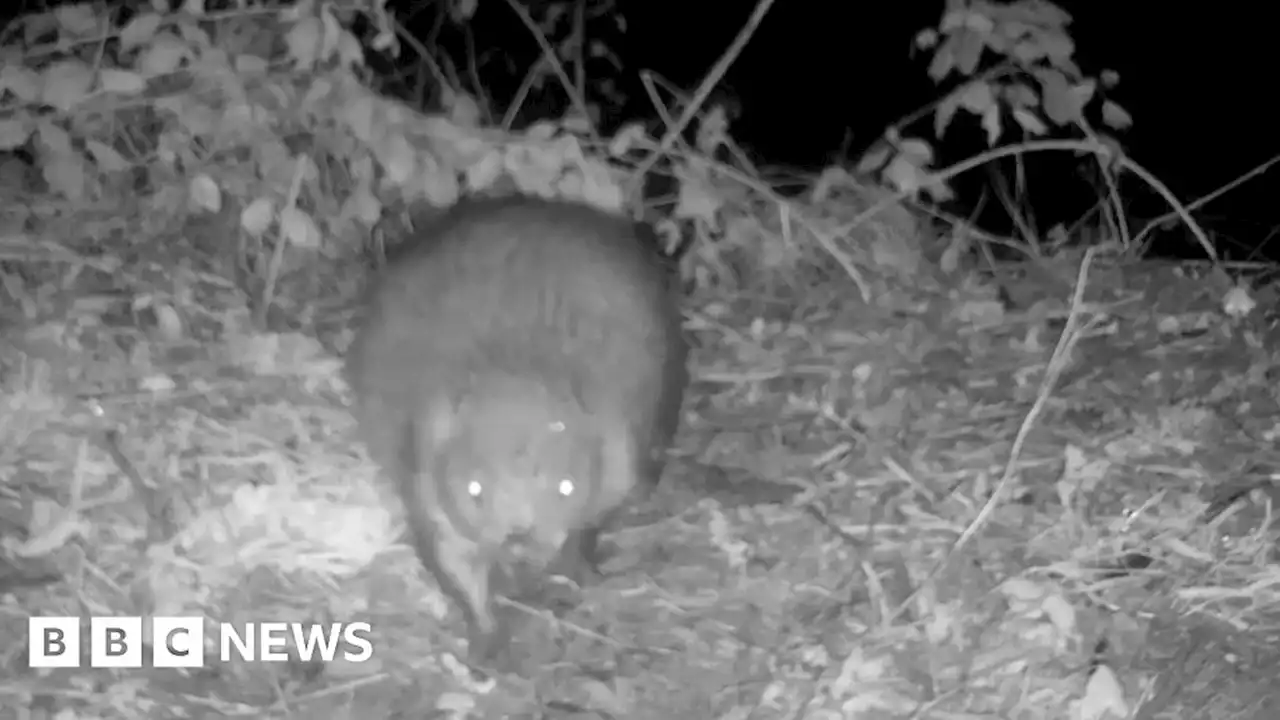 Pembrokeshire: Wild beaver discovery solves mauled tree mystery