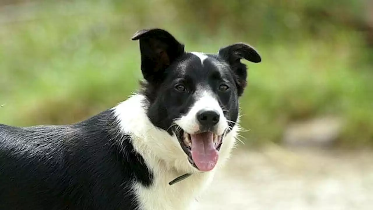 Un chien aboie et sauve sa famille de l'incendie de leur maison