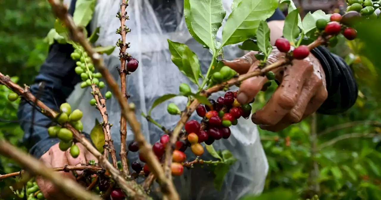 Producción de café en Colombia cayó un 13 % en marzo