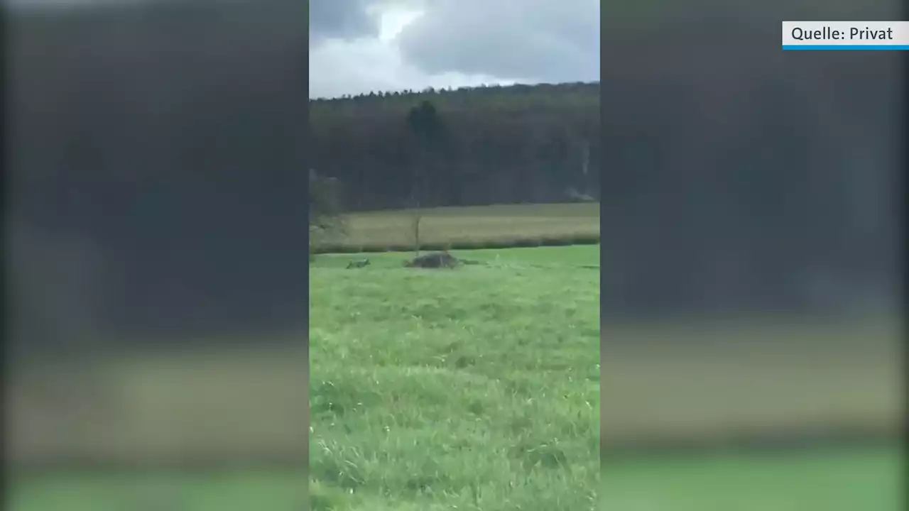 Ungewöhnliches Video: Wolf im Landkreis Miltenberg gesichtet?