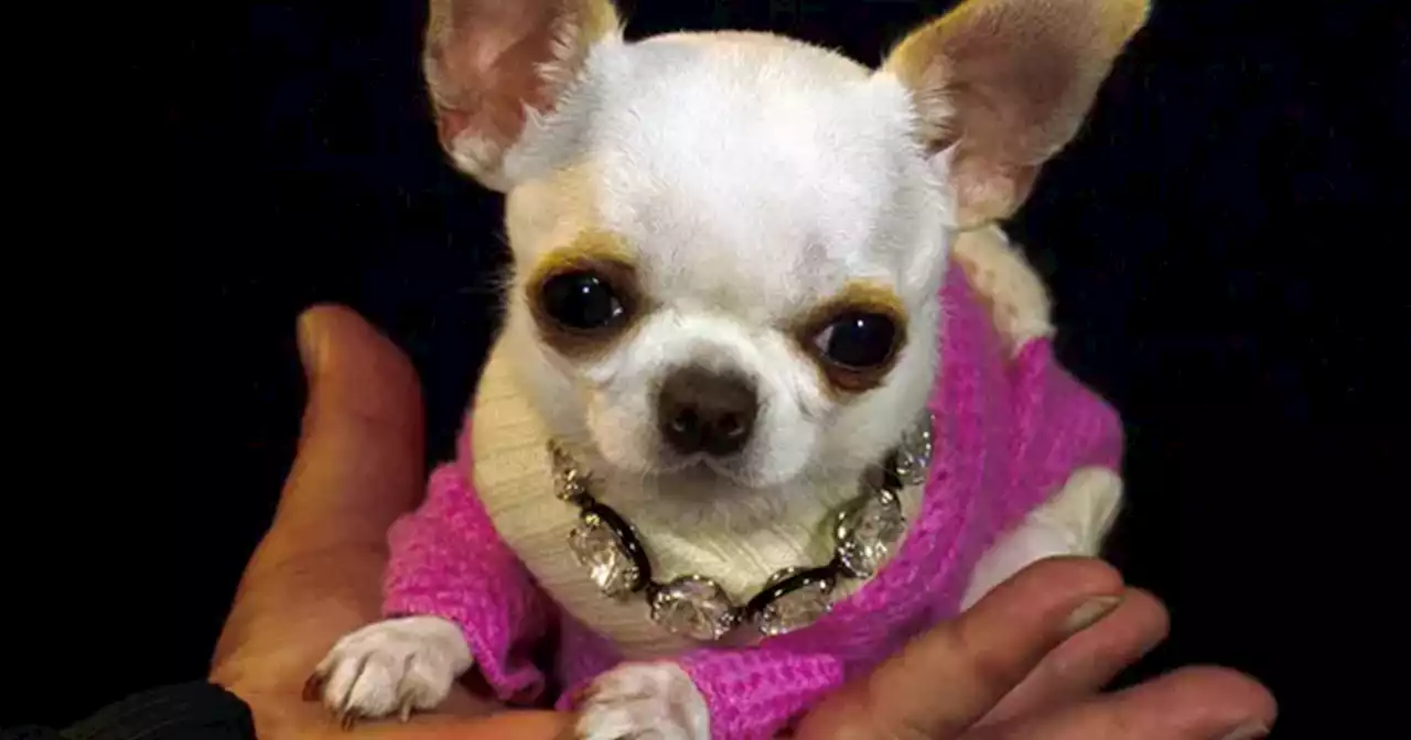 9-centimeter-tall Chihuahua named shortest living dog by Guinness World Records