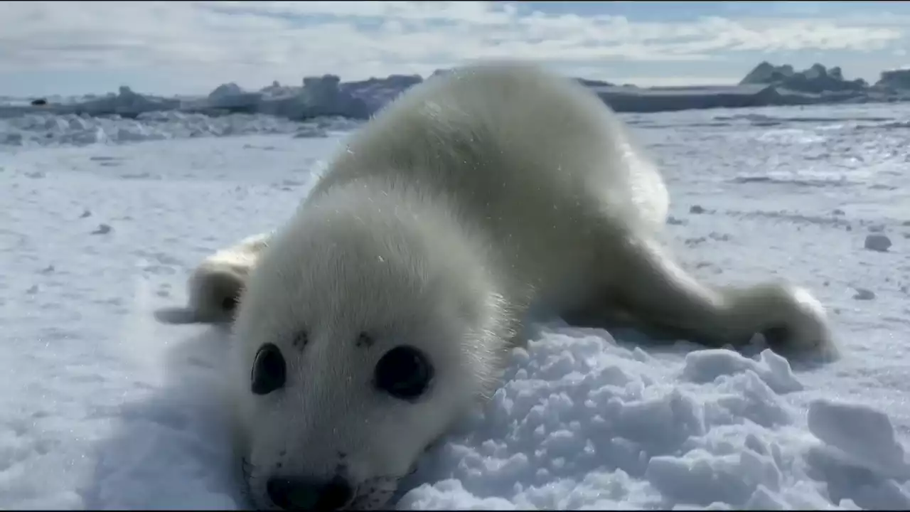 How seals are being forced out of their home due to climate crisis