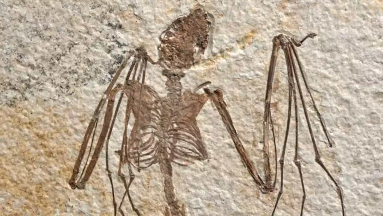 Oldest-known bat skeletons shed light on evolution of flying mammals