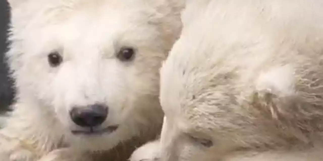 Toledo Zoo announces names for twin polar bear cubs