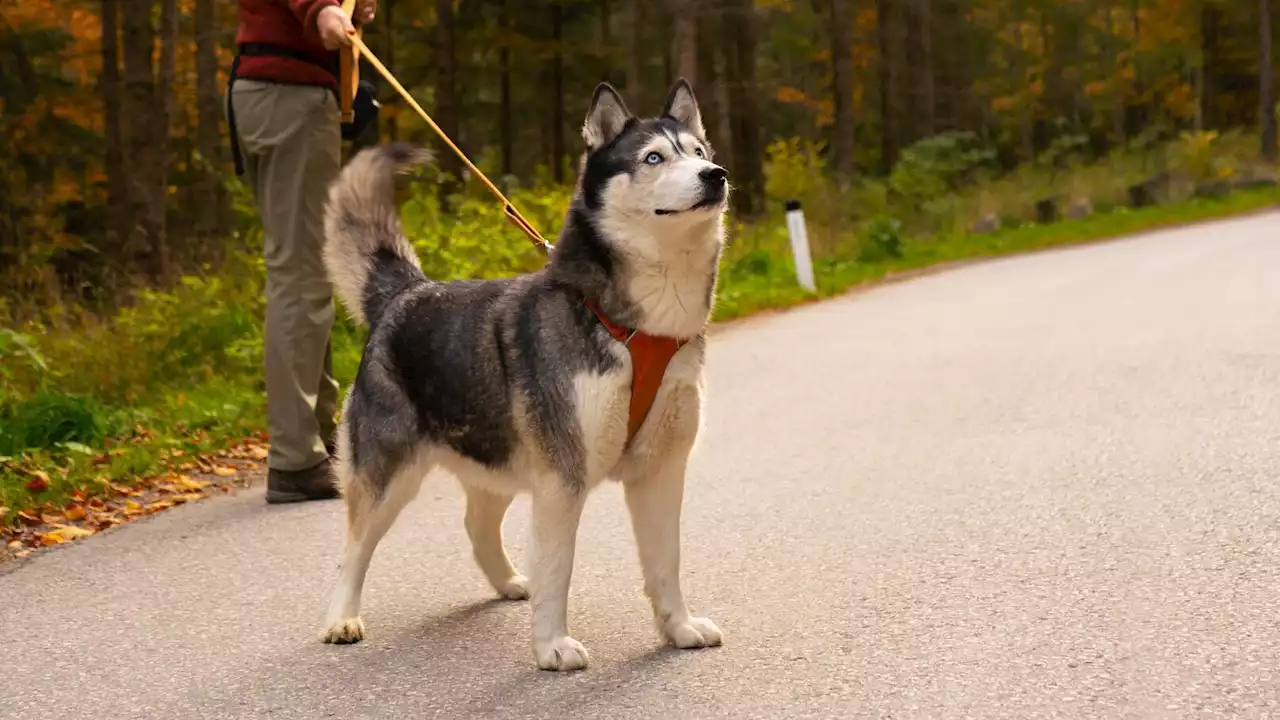 Un chien ramène un petit cadavre à ses maîtres, l'enquête bascule 38 ans plus tard