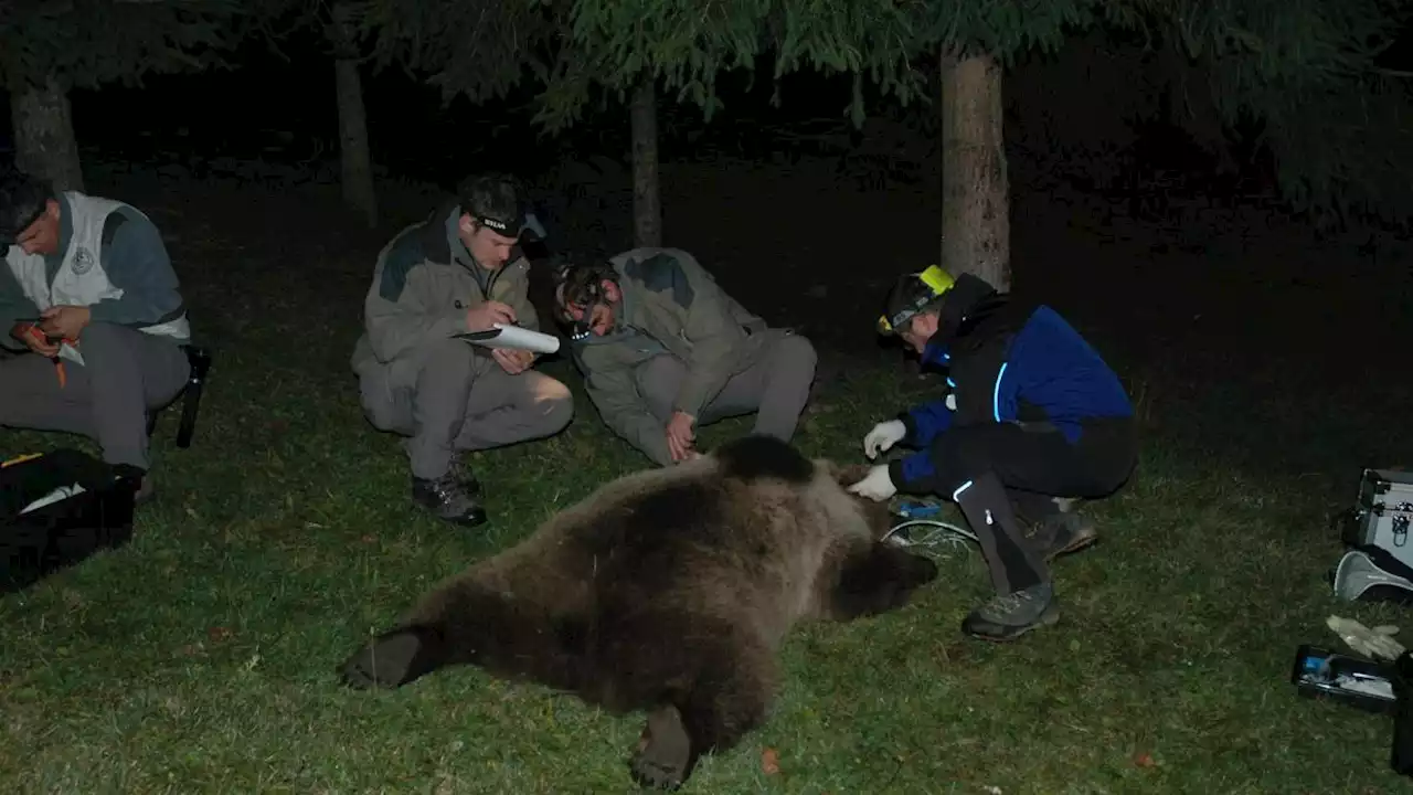 Orso Trentino, perché il radiocollare di Jj4 non funzionava: «Non avrebbe evitato la morte di Andrea Papi»