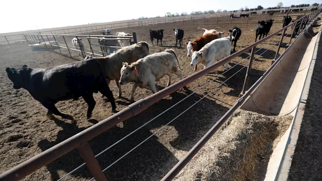 Texas dairy farm explosion injures 1 person, kills 18,000 cattle