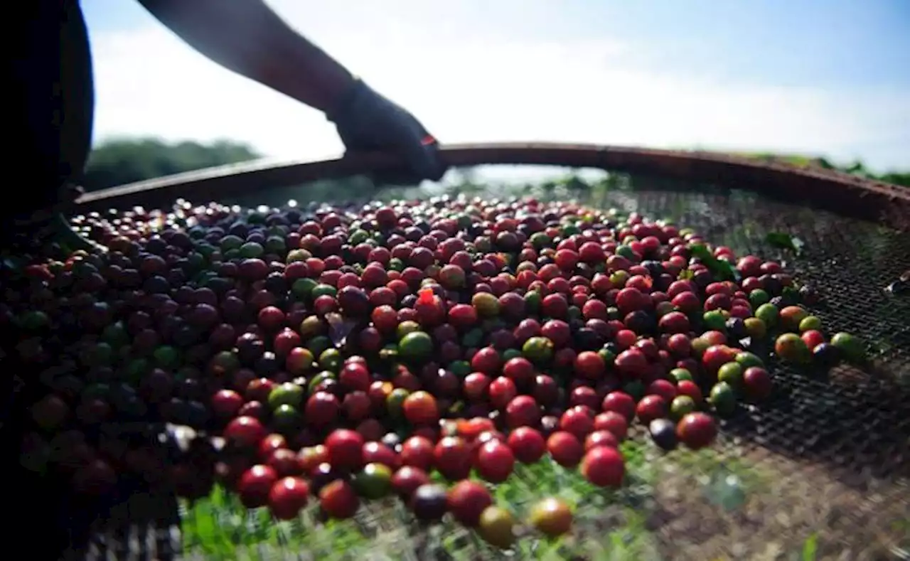 Café: en marzo producción cayó 10 % y exportaciones un 19 %