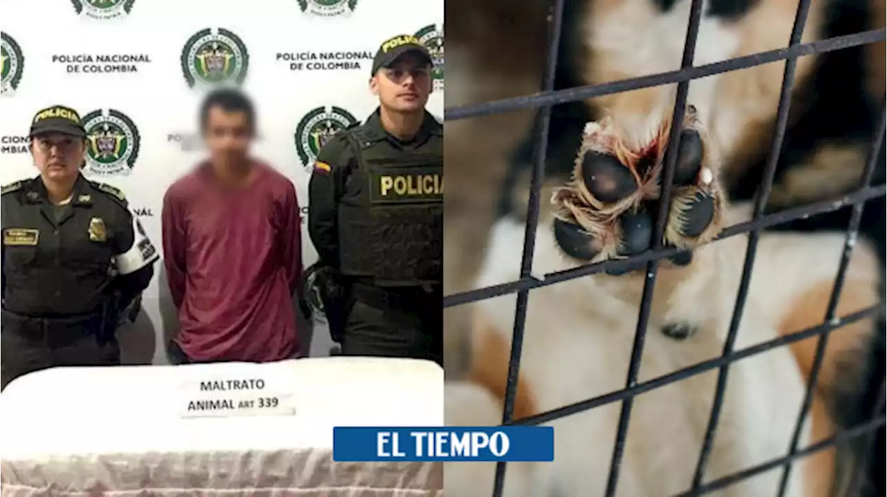 Maltrato animal: hombre desmembró a un perrito callejero en Antioquia