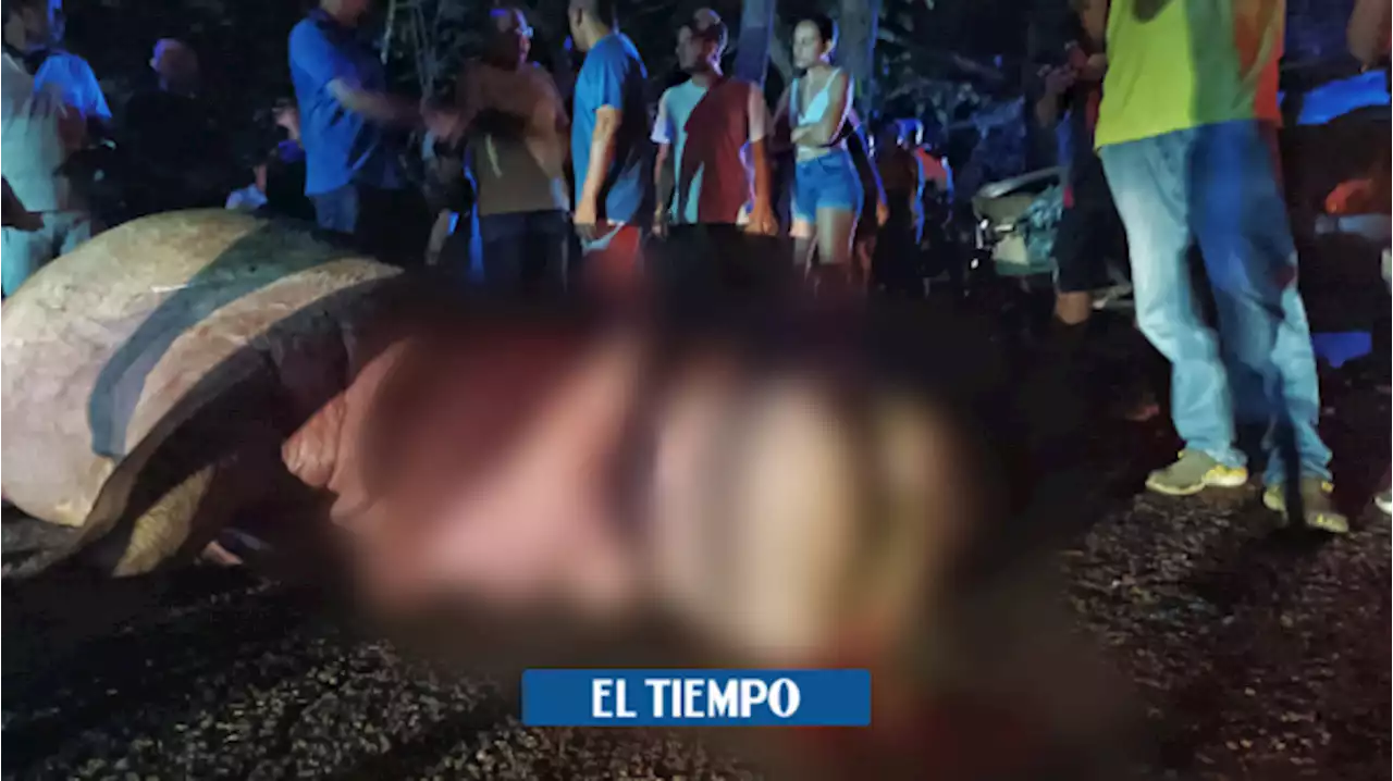 ¿Qué pasó con el cuerpo del hipopótamo que fue atropellado en Antioquia?