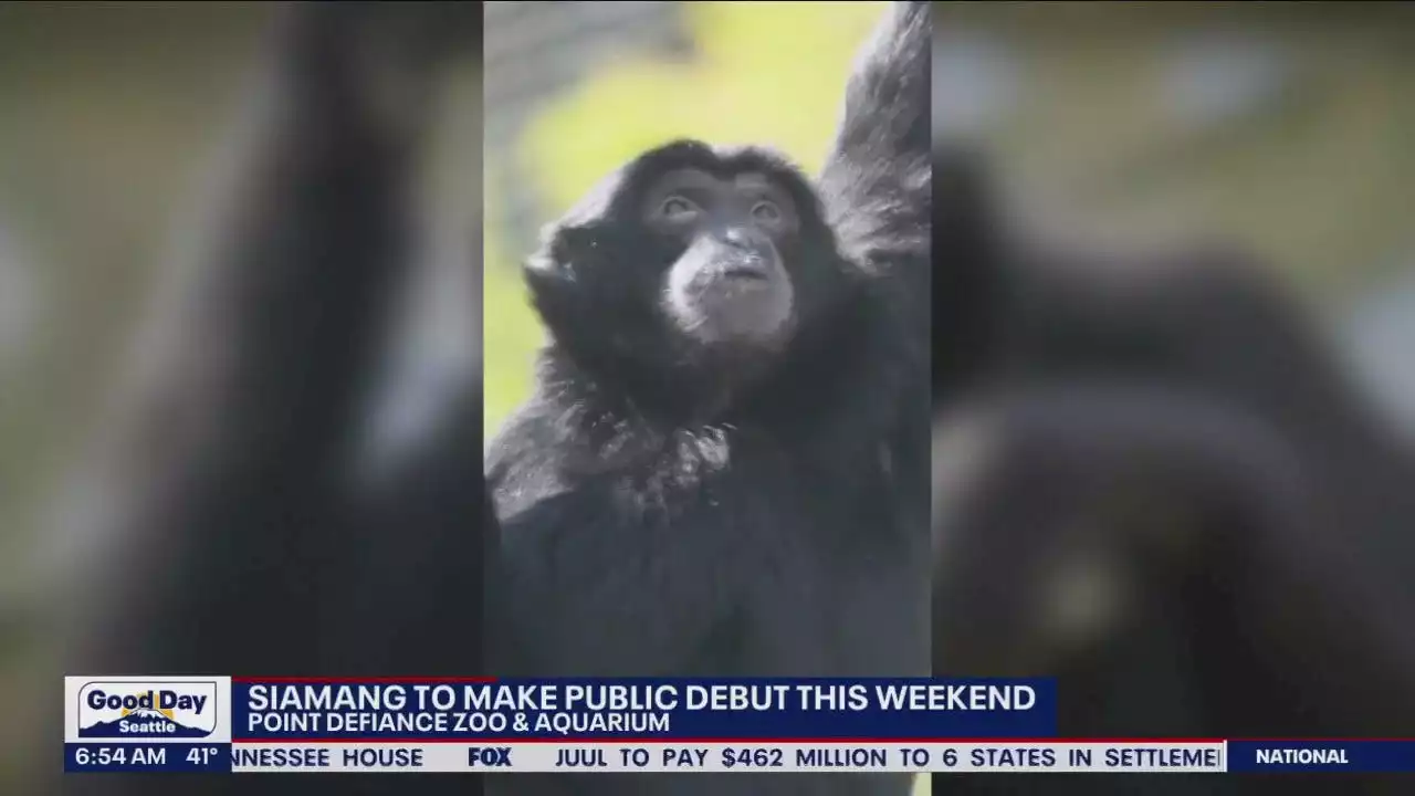 Siamang to make public debut at Point Defiance Zoo & Aquarium