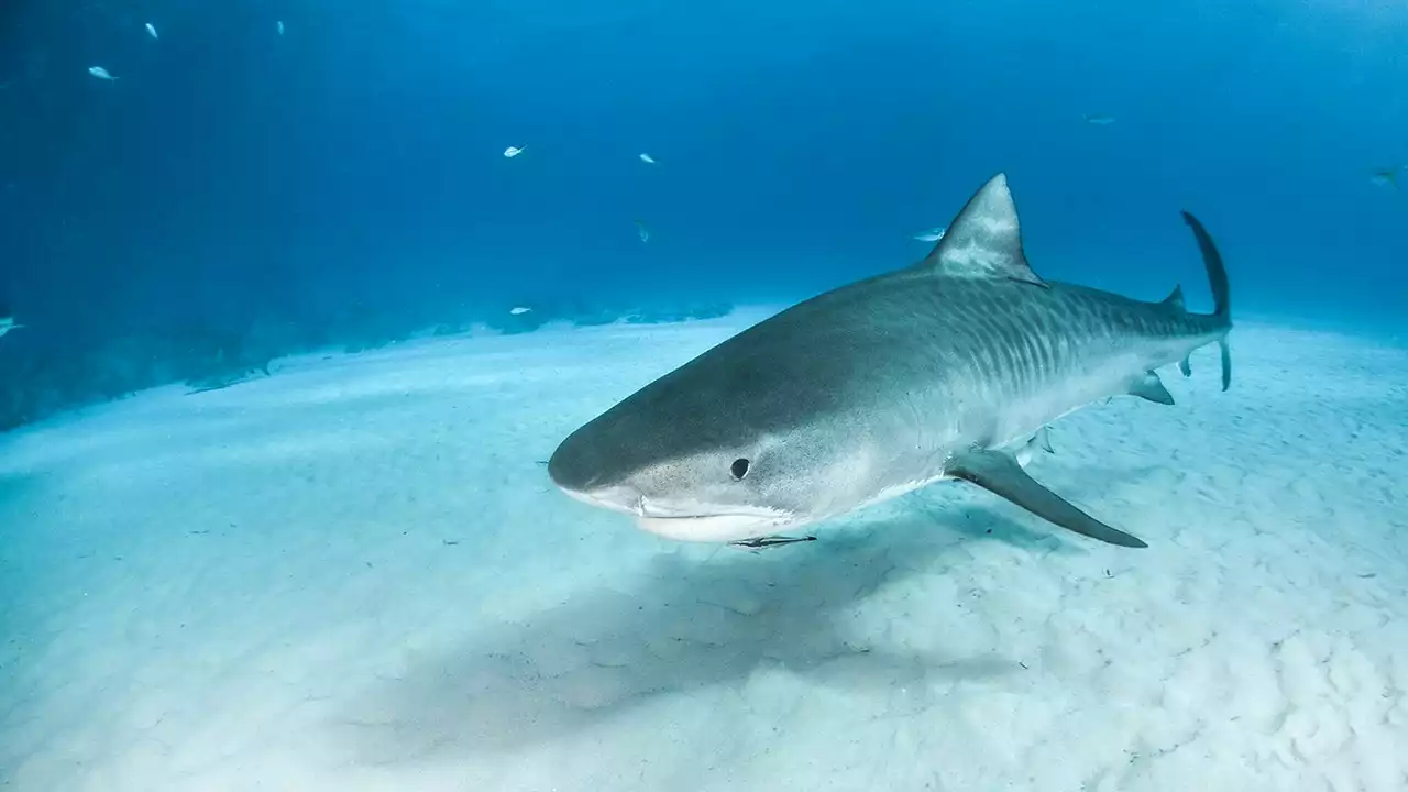 Hawaiian surfer speaks on survival after losing foot in 8-foot tiger shark attack: ‘God wanted me to fight’