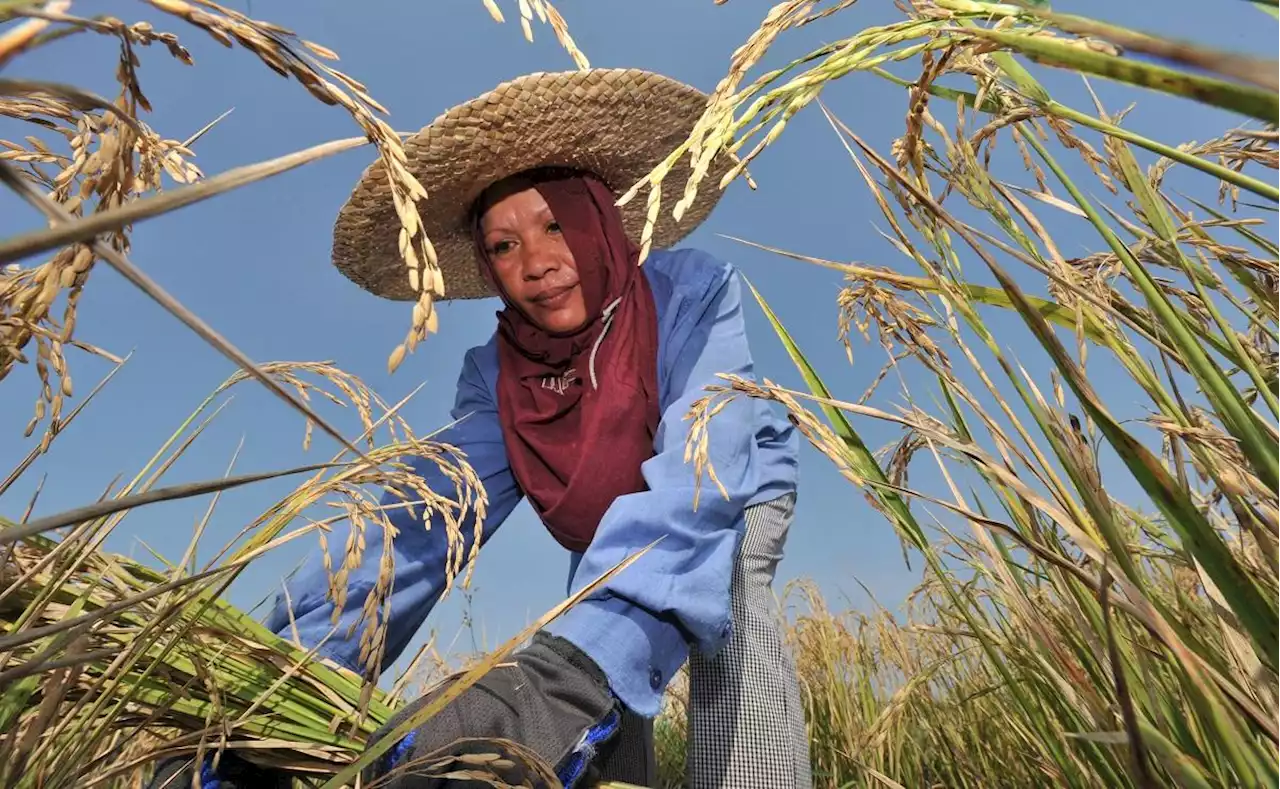 World would gain $1 trillion by closing agriculture gender gap —UN