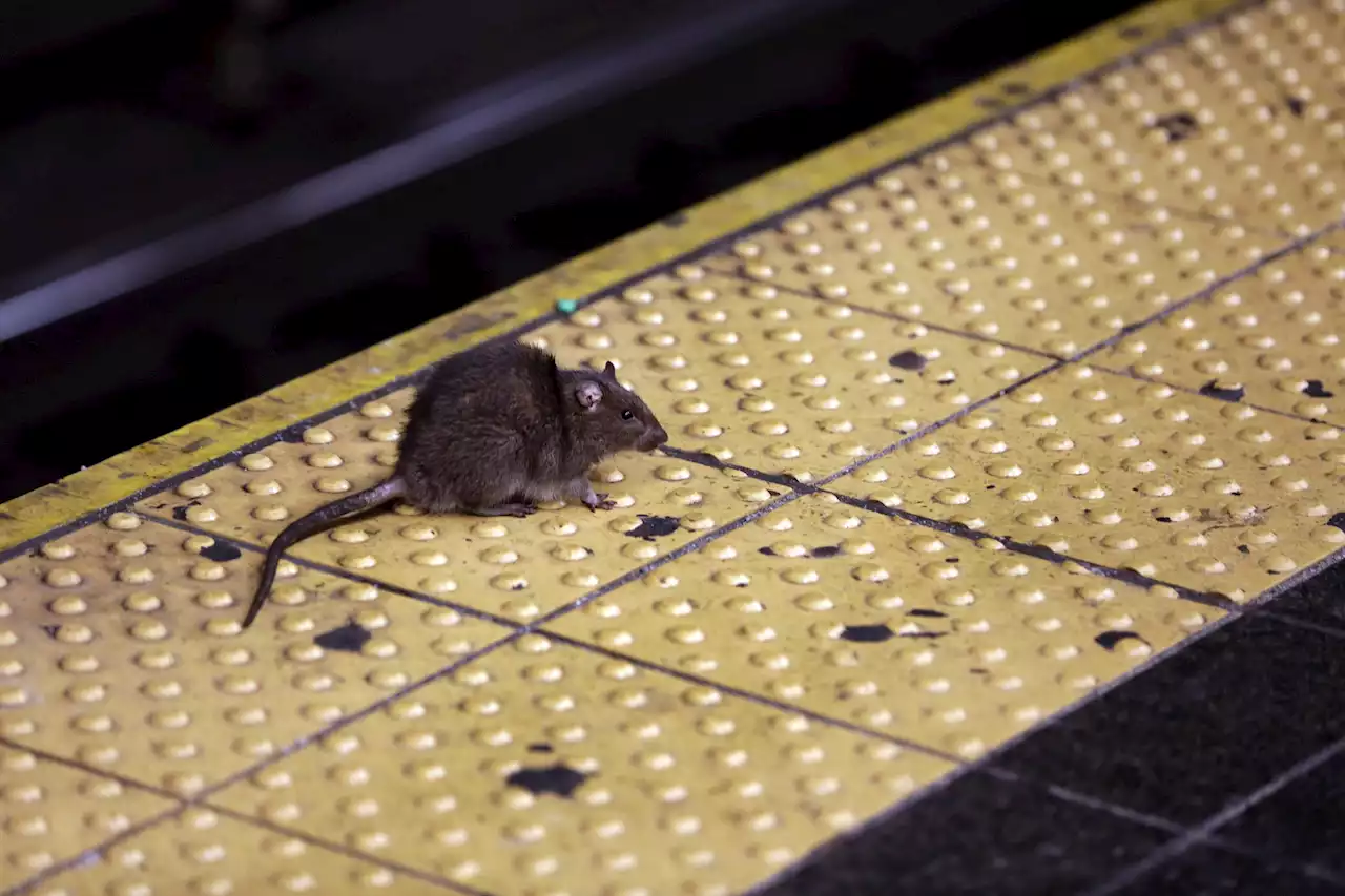 Teacher's Pest: NYC Hires Former Educator To Slaughter Rats