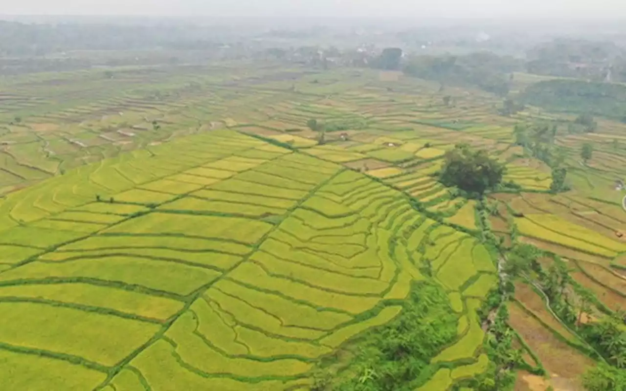 Lewat Perda LP2B Pemkab Purwakarta Siap Lindungi 16.240 Hektare Sawah Dari Alih Fungsi Lahan