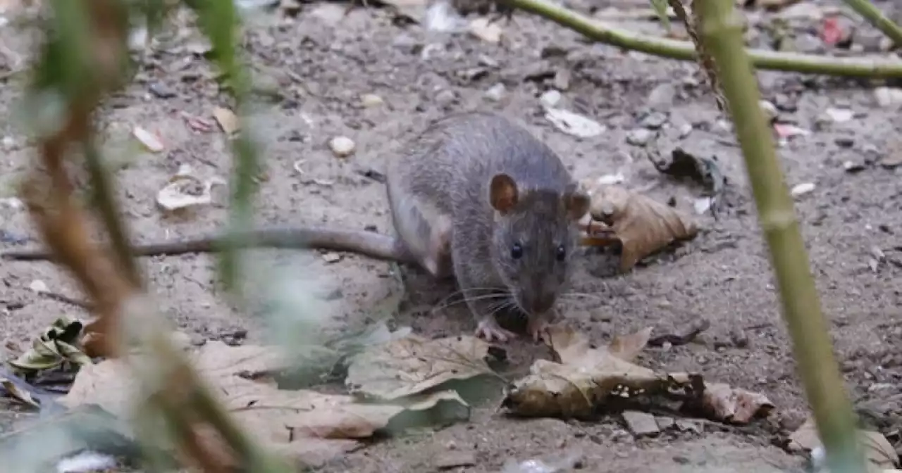 New York mayor says rats will 'hate' new rat czar