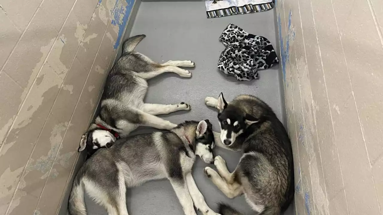 14 husky dogs that roamed more than a month rescued in Pierce County