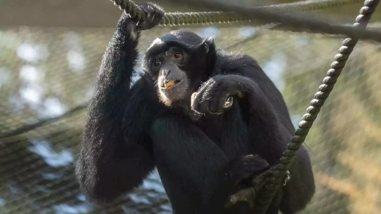 Remy the Siamang ape will debut at the Point Defiance Zoo this weekend