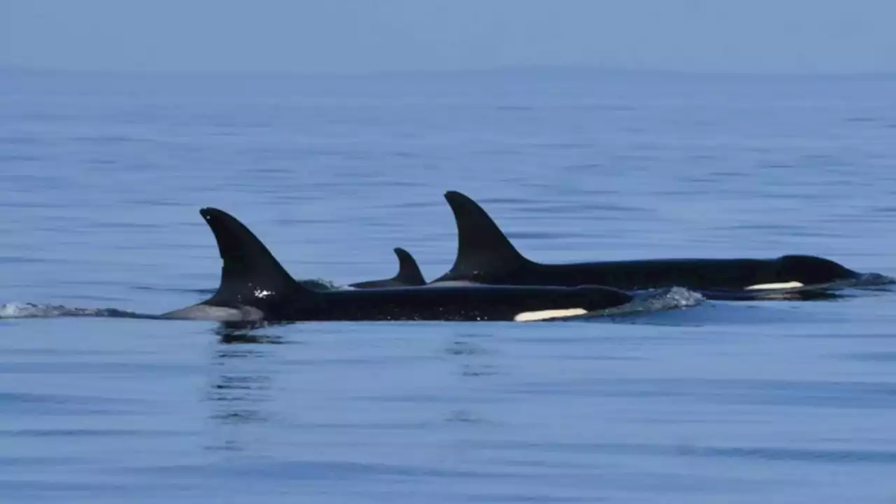 State House passes bill to protect endangered southern resident orcas