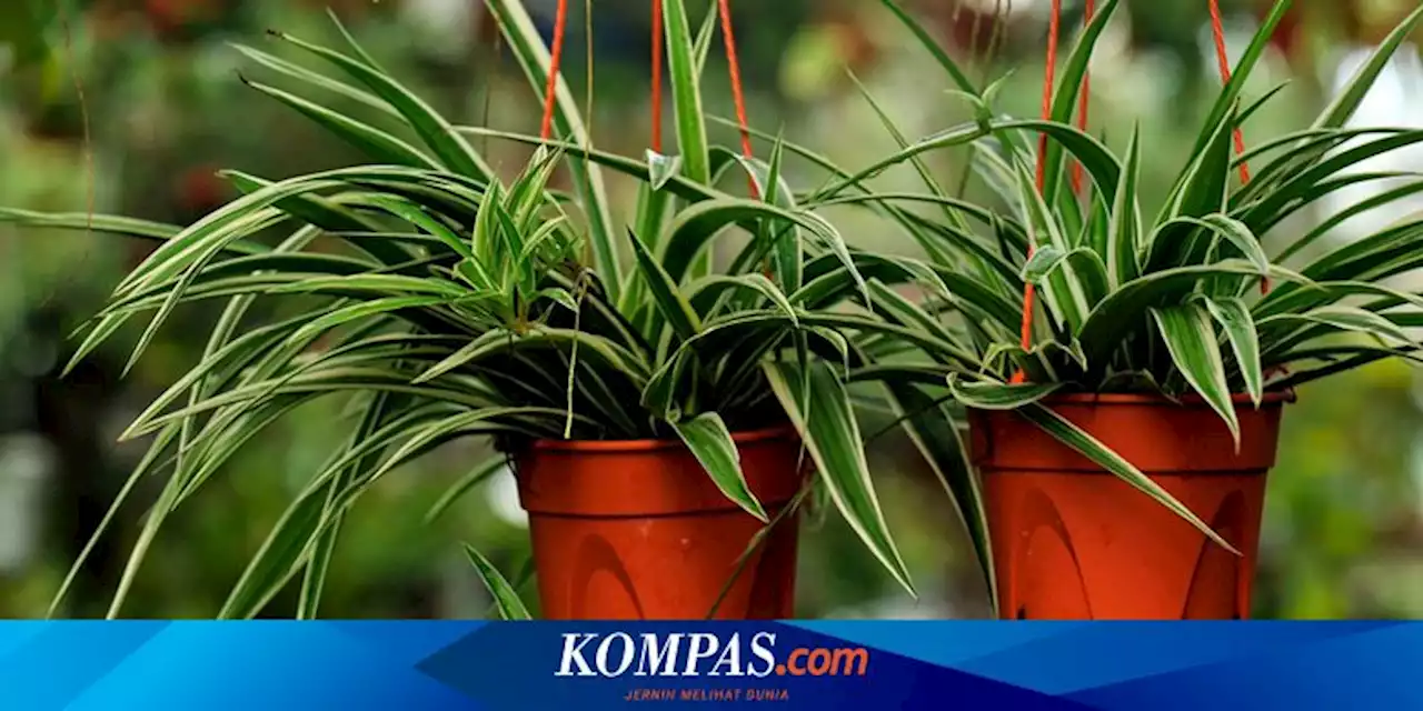 5 Tanaman Hias Gantung yang Mudah Dirawat