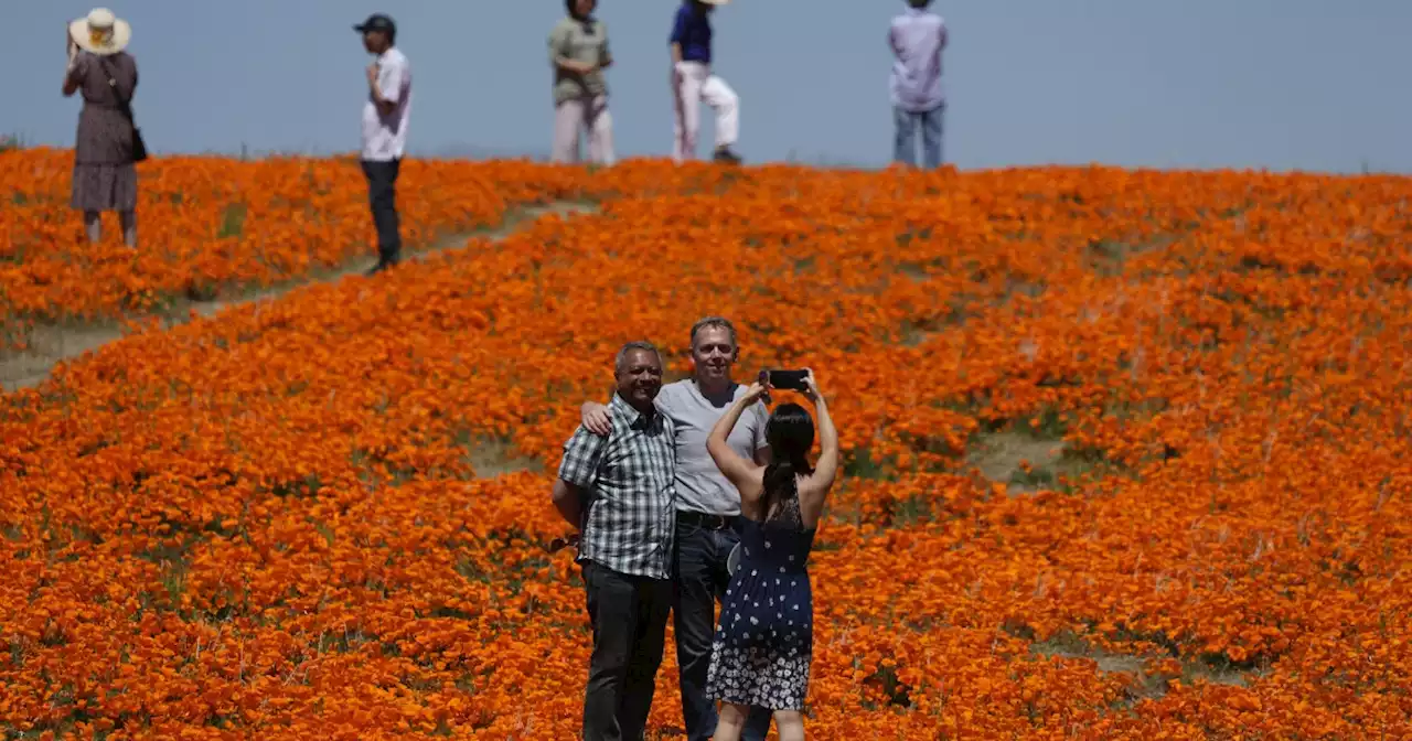 PHOTOS: See the wildflower 'superbloom' happening across California