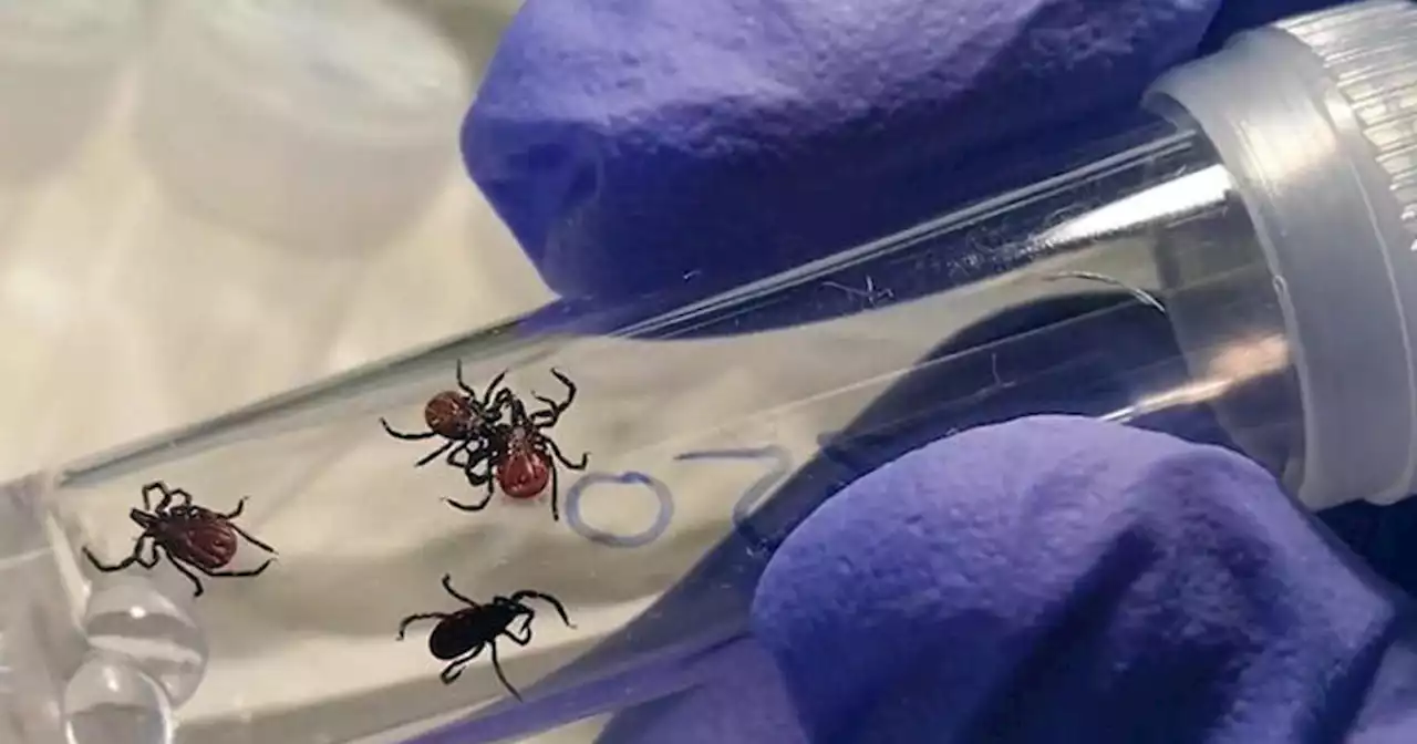 Bay Area veterinarians sound the alarm about an increase in tick bites