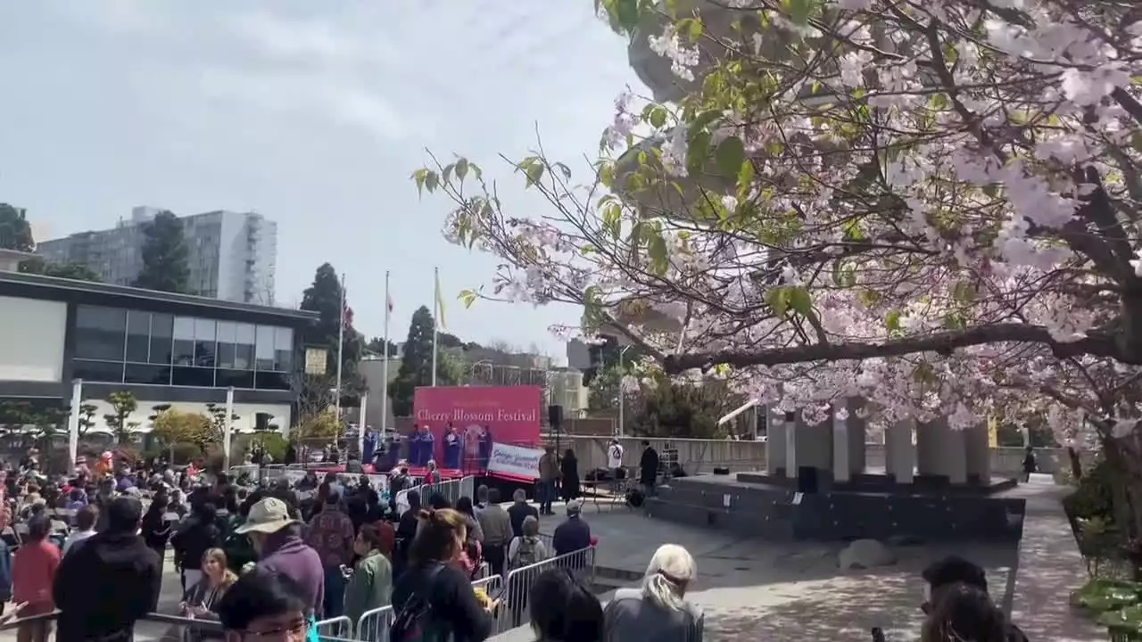 Cherry blossoms in bloom, parade returns to Japantown: Arts & culture events