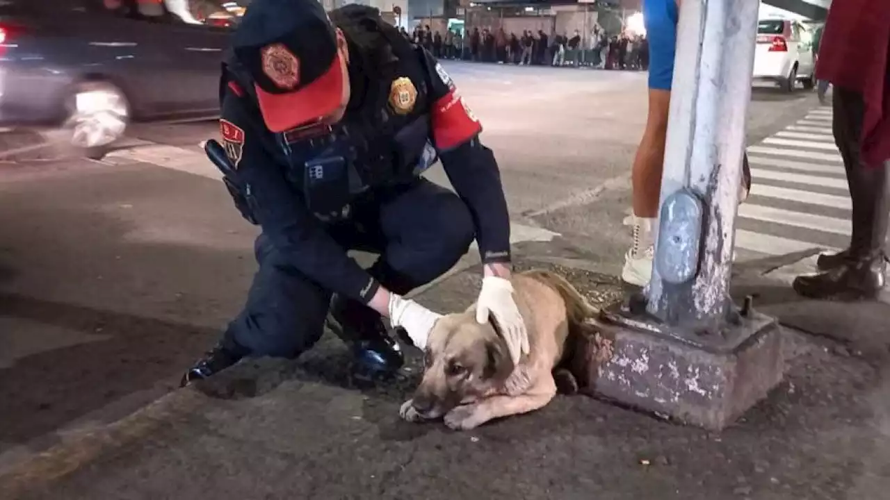 FOTOS. Policías de CDMX rescatan a perrito atropellado en Circuito Interior