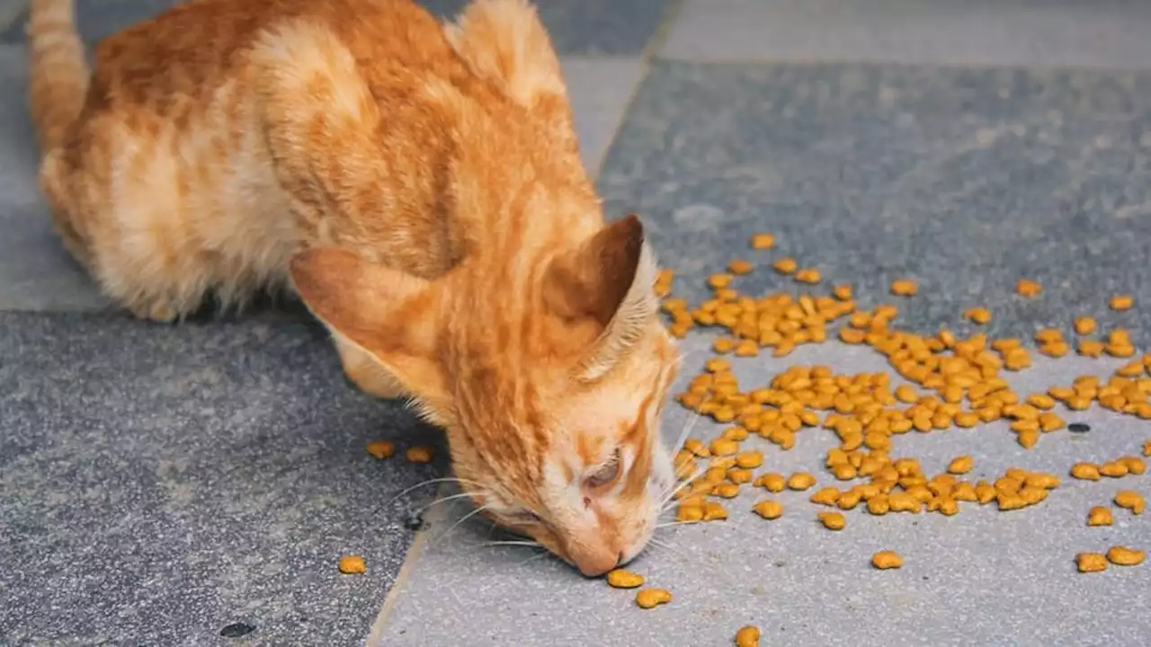 4 Kebiasaan Makan Kucing yang Tak Biasa, Salah Satunya Lebih Suka Sendirian